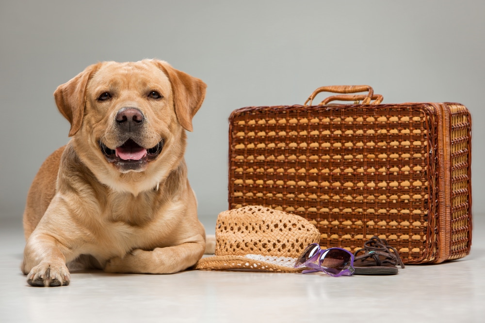 dog boarding