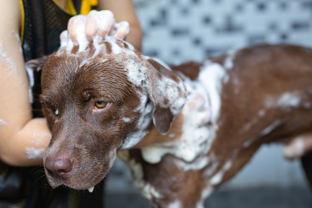 dog grooming bath