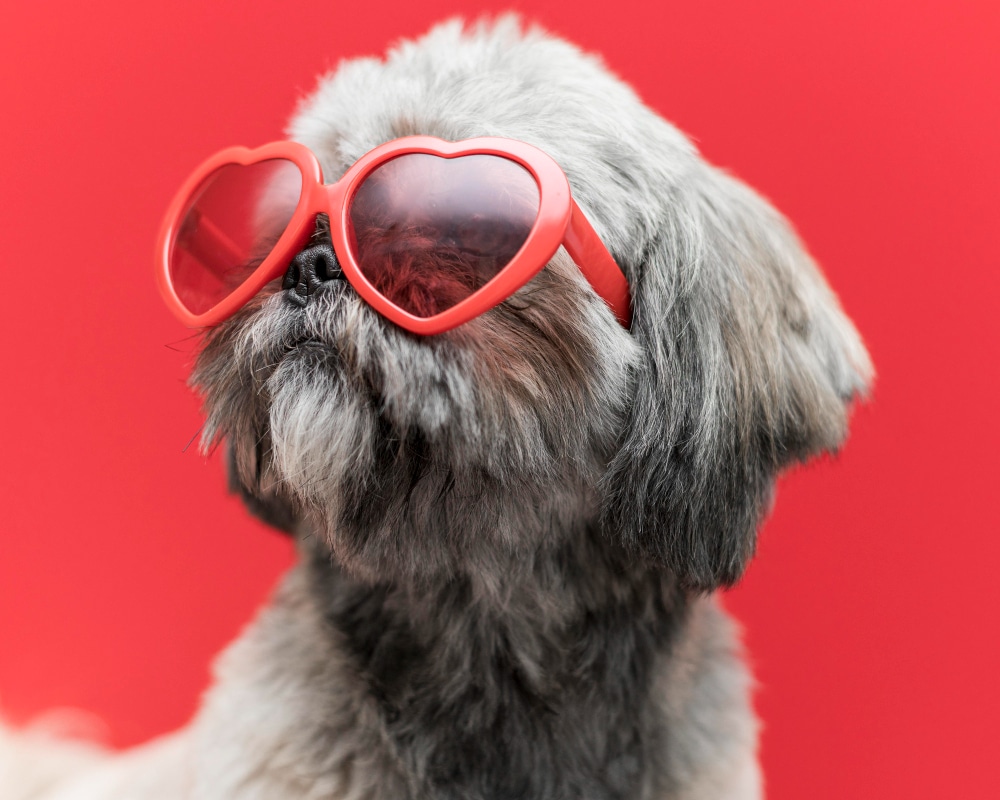 dog grooming services