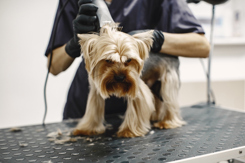 dog grooming shaving