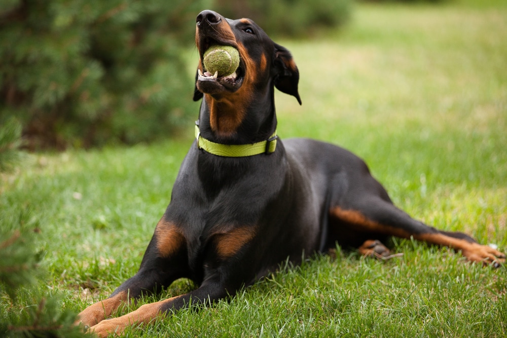 dog training bg 2