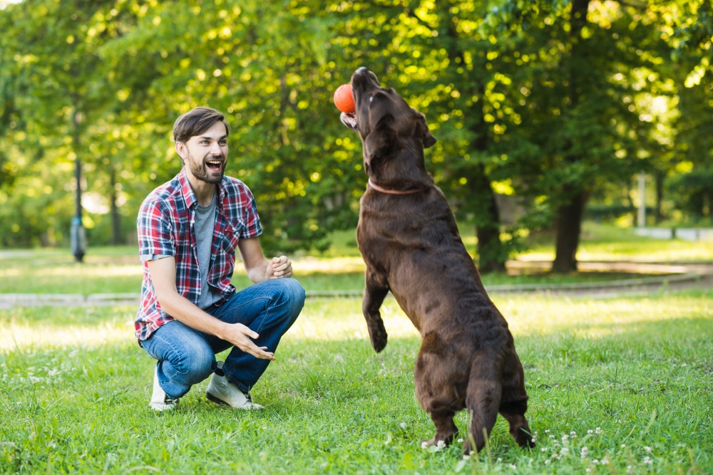 dog training
