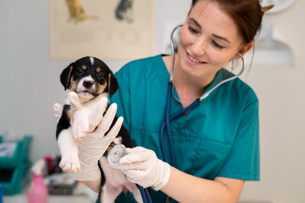 dog veterinary bg 1