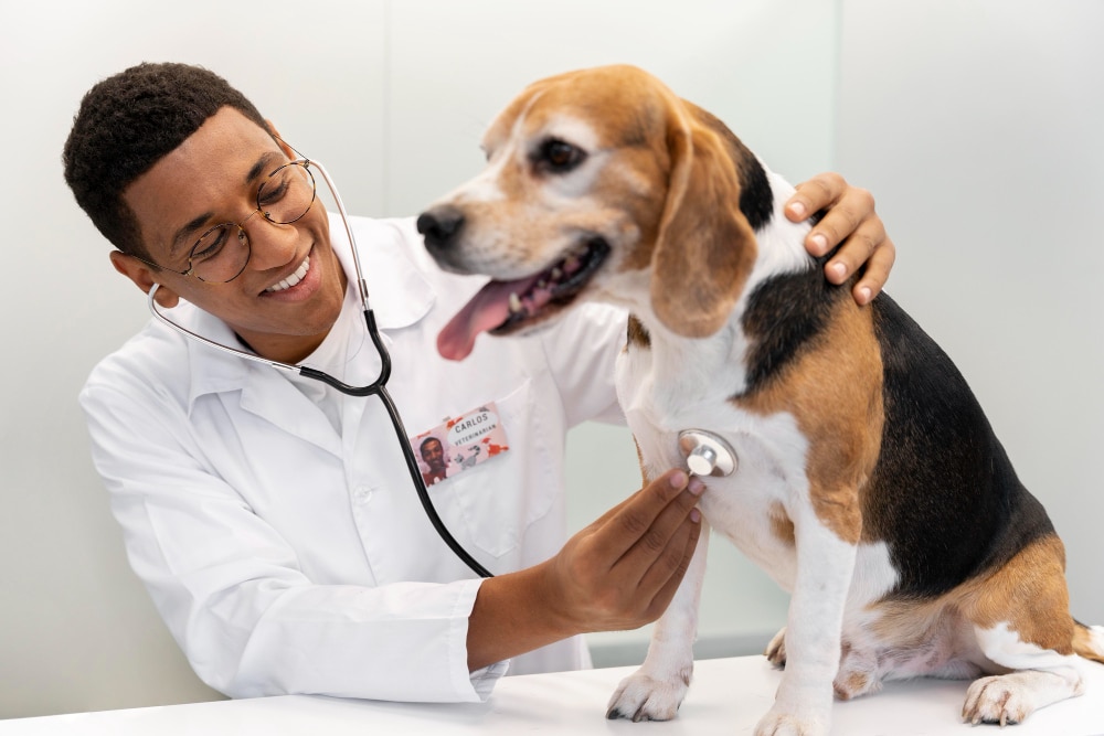 dog veterinary