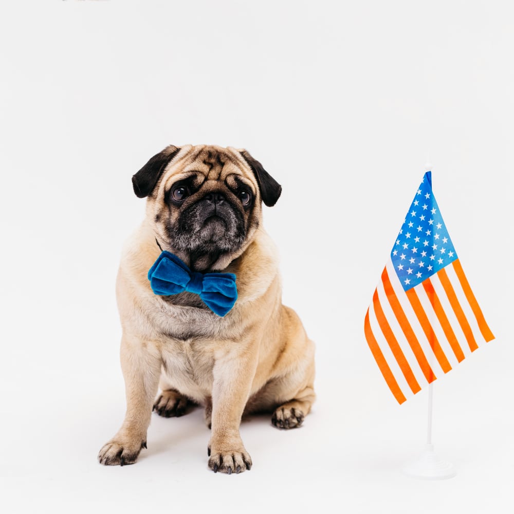 dogs importation