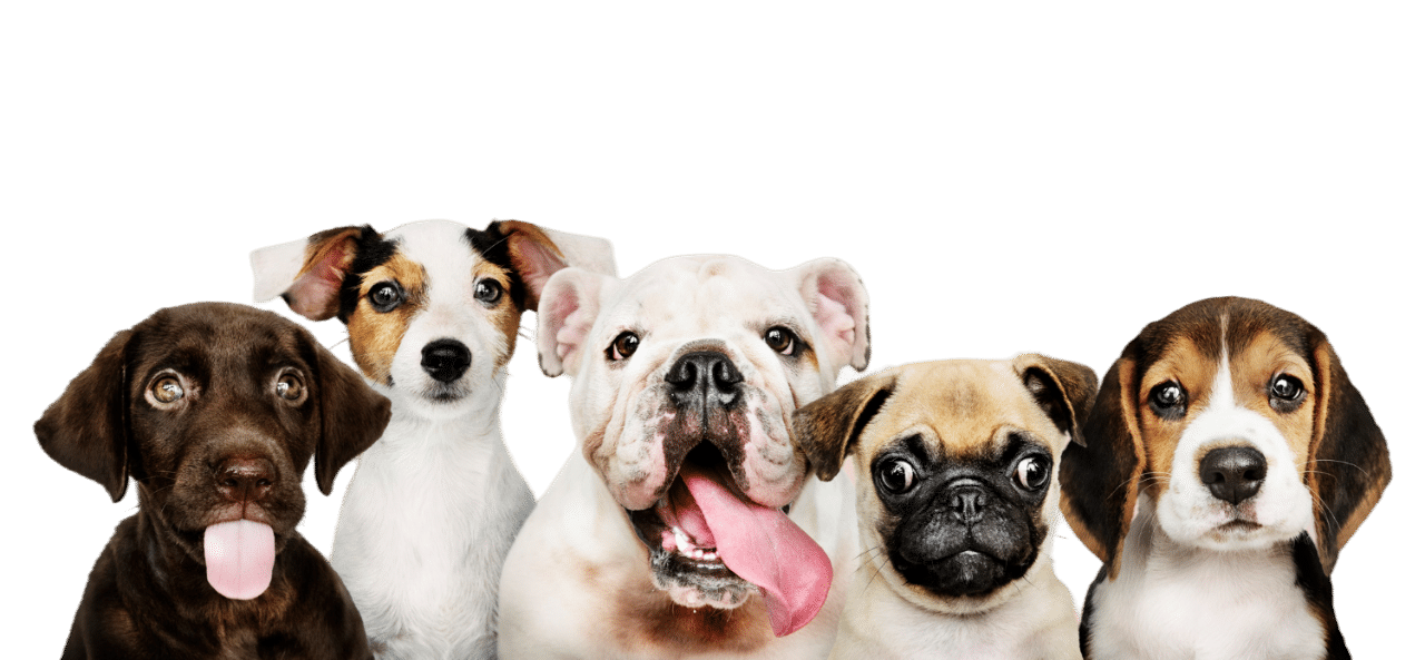 goup dogs